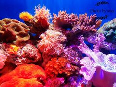 -烟台海昌鲸鲨海洋公园