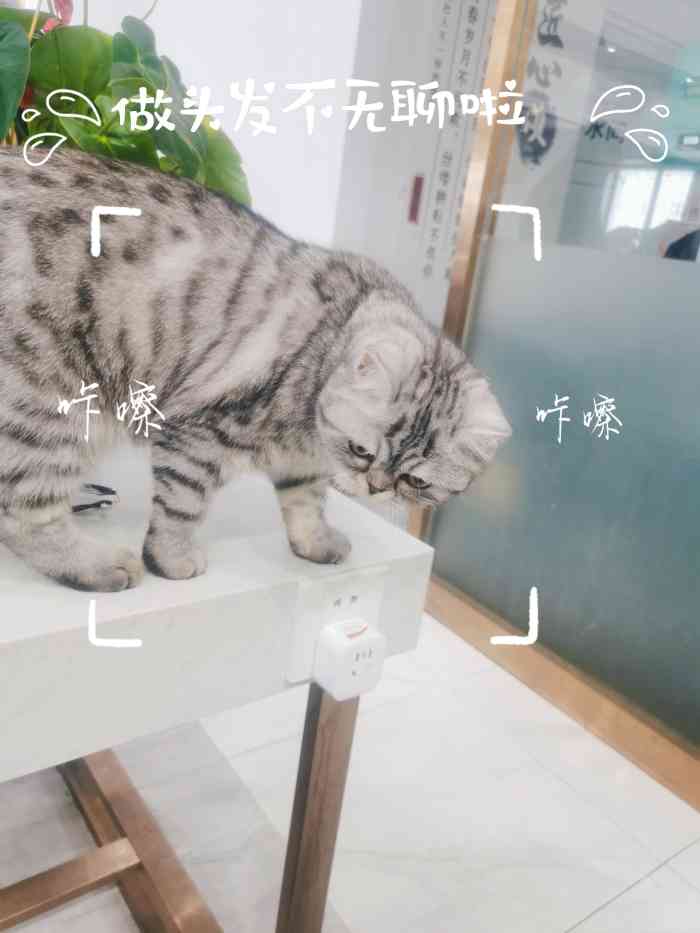 2020年懒人生意项目的简单介绍
