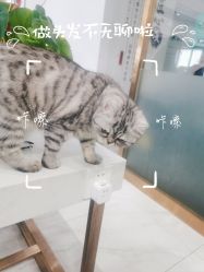-镁连社·美联社