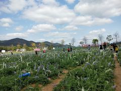 -天适樱花悠乐园