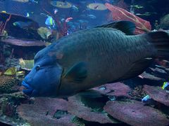 -迪拜帆船酒店海底餐厅