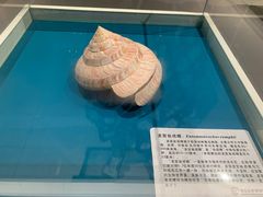 -青岛贝壳博物馆