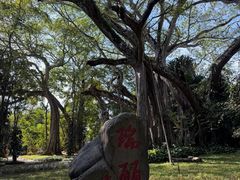 -瑞丽独树成林风景区