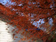 -庐山风景区花径公园