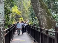 -西双版纳原始森林公园