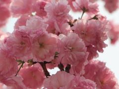 -天适樱花悠乐园