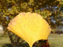 -千年银杏谷文化旅游区