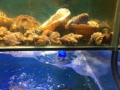 -星龙海鲜(望江东路店)