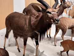 -陕西自然博物馆