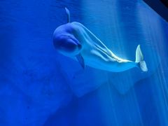 -上海海昌海洋公园-冰山北极馆