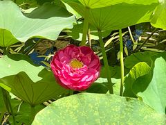-莲花池公园
