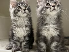 -lincat·猫舍(广州店)