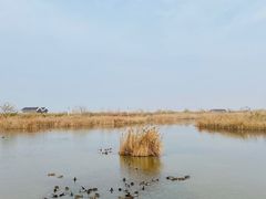 -盐城丹顶鹤湿地生态旅游区
