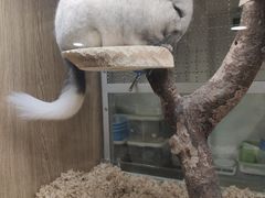 -藦茜花园宠物主题亲子互动体验馆(国顺东路店)