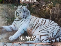 -大连森林动物园