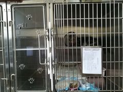 -创凡宠物医院·骨专科  猫科中心(西乡分院)
