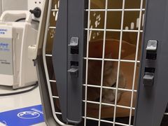 -伟伟宠物医院·CT影像中心·瑞派犬猫综合性门诊(汉口总院)