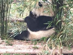 -成都大熊猫繁育研究基地