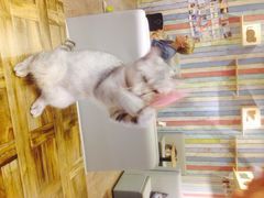 猫语时光咖啡书吧-小时光咖啡馆(开森度假森林店)