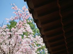 -西安青龙寺遗址景区