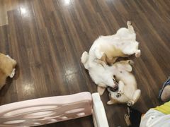 -柯斗斗主题餐厅·狗咖·围炉煮茶·茶饮(国瑞升平里店)