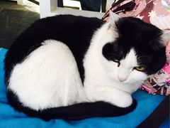 Anne猫窝咖啡屋-Anne猫窝咖啡屋