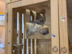-Pets First伊珊娜洗护·精致美容·家庭式寄养(新会路店)