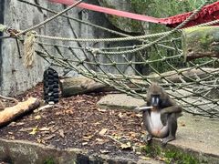 -阿提斯皇家动物园