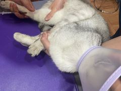 -瑞派名望志远动物医院·猫科·內科·异宠专科(直港大道店)