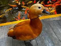 -海南槟榔谷黎苗文化旅游区