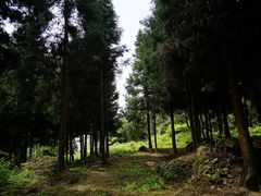 -重庆睡佛山森林公园