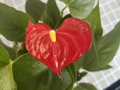 -成记海鲜粥(意大利风情街店)