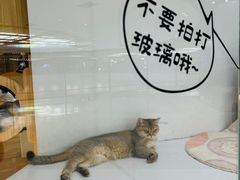 -COLOR PETS 撸猫馆·购猫·猫咖(长风大悦城店)