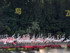 -广州长隆飞鸟乐园