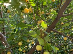 -大兴滨河森林公园