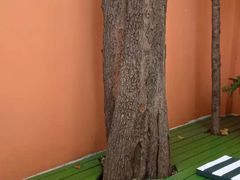 -LA MATCHA抹茶吧(进贤路店)