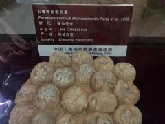 -中国西峡恐龙遗迹园