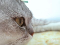 -喵的天空名猫咖啡馆·撸猫·猫舍·用品