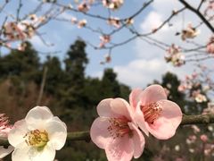 -秀丽东方
