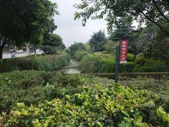 -神仙树公园
