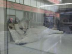 -小猫来了·猫舍(红山六九七九店)