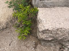 -北京凤凰岭