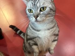 -和它·交个朋友·狗咖猫咖(爱琴海店)