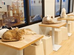 -有喵·猫咖·狗咖·30几只猫10只小狗(岗厦店)