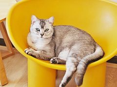 -有喵·猫咖·狗咖·40+猫狗有小奶狗(岗厦店)