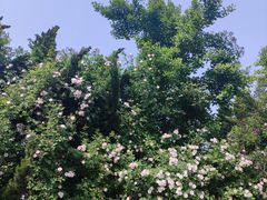 -子霖南山鲜虾面(南山总店)