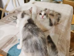 -吉丁鸟咖·异宠·寄养