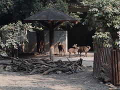 -成都动物园