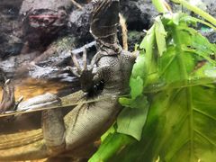 -广州长隆飞鸟乐园