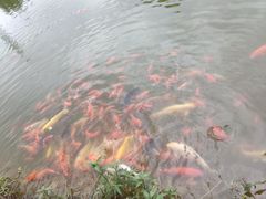 -金城公园